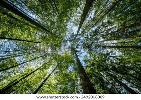 Image, Stock Photo View upwards