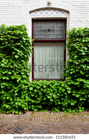 The Window Decorated with Clambering Plant