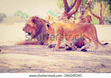Pride of Lions at Rest, Instagram Effect