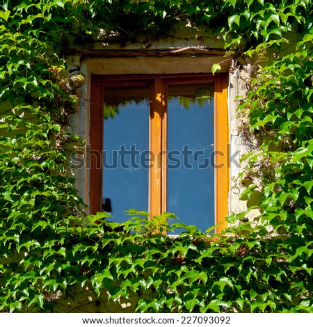 Window on the Facade of a Stone House Decorated with Wild Vine, France
