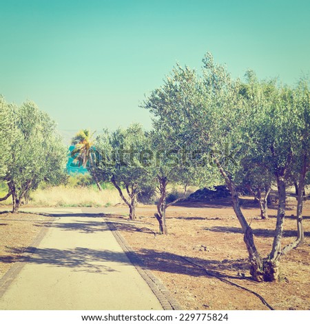 Olive Grove on the Shore of the Sea of Galilee, Instagram Effect