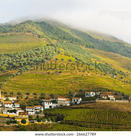 Vineyards on the Hills of Portugal, Instagram Effect