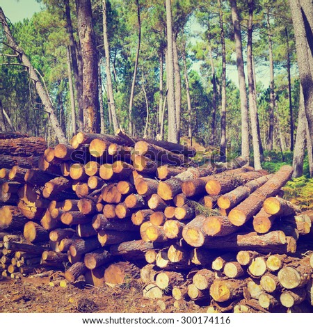 Logging in the Forest, Portugal, Instagram Effect