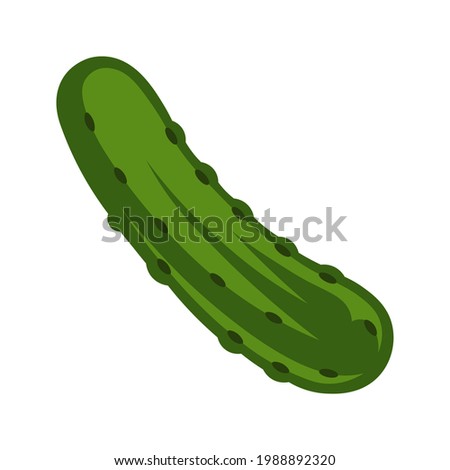 Vector illustration of cucumber isolated on white background. Green pickled cucumber