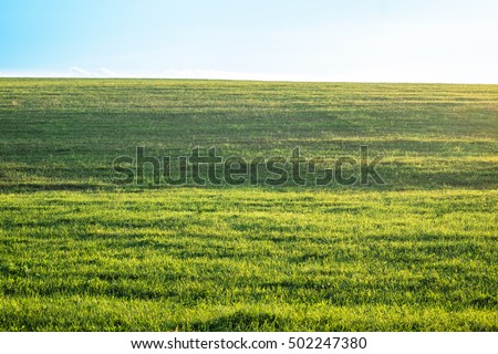 Similar – Image, Stock Photo Grasses at sunset Sunset