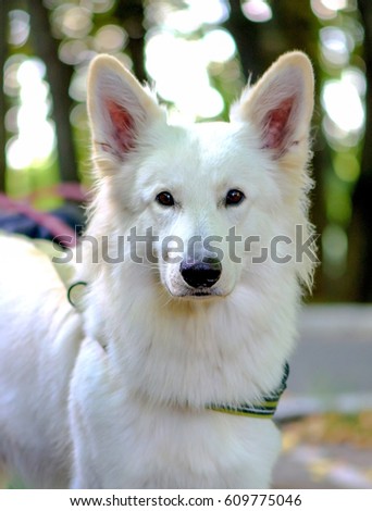White German Sheepdog Weisser Schweizer Sch?ferhund Berger Blanc Suisse Stock foto © 