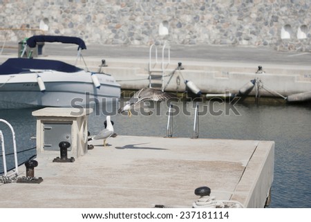 seagull flying on port