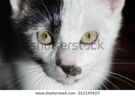 Cat on black background. Cat Staring Intensely into the Camera