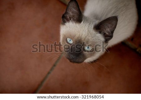 Beautiful young light brown and blue eyes cat looking up