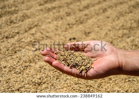 Close up of  rice seed in farmer hand, the harvest on background