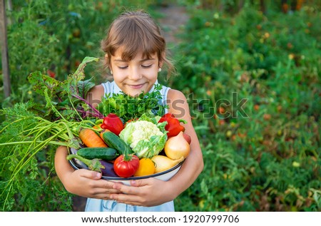 Similar – Image, Stock Photo Fresh bio harvest home garden herbs