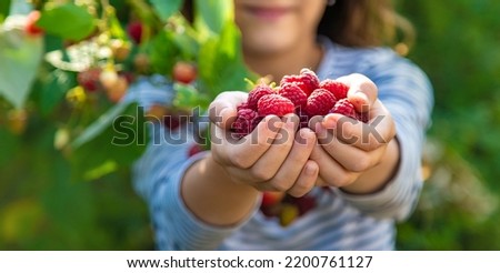 Similar – Mädchen pflückt im Garten Himbeeren vom Strauch