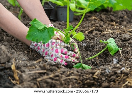 Similar – Image, Stock Photo Zucchini seedlings on a pink garden table, rosemary is in bloom, garden tools are ready for use