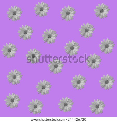 Abstract camomile, chamomile velvet background with floral flower pattern. Floral background for floral greeting cards. Floral template, pattern seamless with camomile, chamomile  flowers.