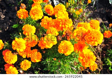 Marigold bright flowers with green leaves in the garden. Flowers close up, growing, top view. Bright marigold flowers from above. Flora design, flower background, garden flowers. Flowers no people.