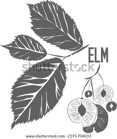 Elm tree leafs and seeds vector silhouette. Medicinal tree branch with leaves. Slippery elm silhouette for pharmaceuticals and cosmetology.