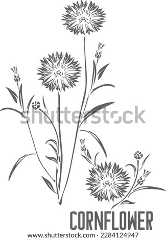 Similar – Image, Stock Photo Blue Cornflower with a green background