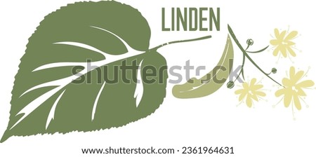 Linden branch medicinal tree in color vector silhouette. Medicinal Tilia cordata tree. Set of Linden flowers and leafs in color image for pharmaceuticals and coocking. Medicinal tree color drawing.