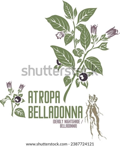 Deadly nightshade flowers in color vector silhouette. Medicinal Atropa belladonna plant. Set of Belladonna root flowers fruits in color image for pharmaceuticals. Medicinal herbs color drawing