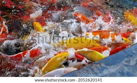 Colorful carp in the beautiful, colorful koi pond swim in clear water. 商業照片 © 