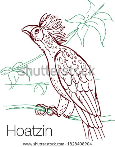 Hoatzin hand drawn vector illustration. Linear engraved art
