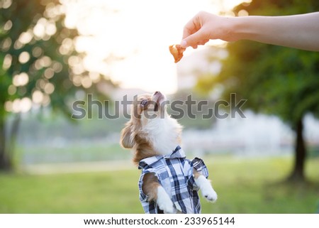 Cute Chihuahua on grass with food