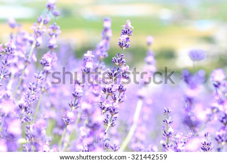 abstract lavender closeup in field on summer japan nature blurred background can fill text or promote travel soft focus