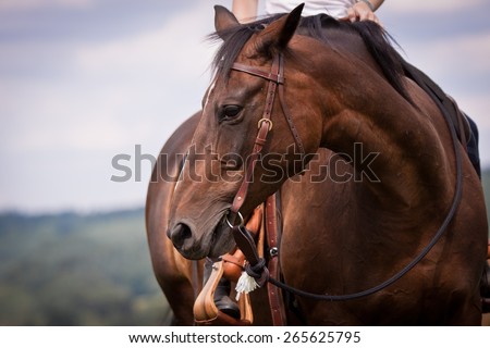 western ride style, horse with rider, blue background, horse listen to the rider, horse riding