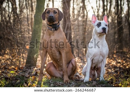 two dogs at the forest with the sun behind