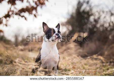 boston terrier posing outside