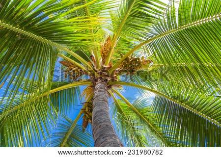 Palm tree canopy against a blue sky in a tropical paradise