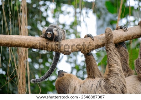 Similar – Foto Bild Badestelle ast baum berlin