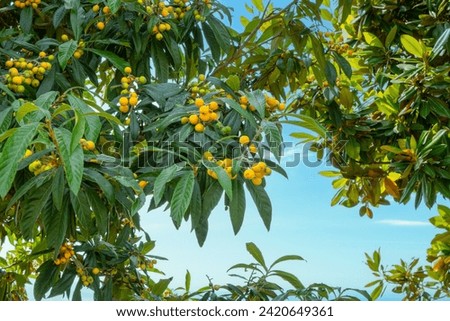 Similar – Image, Stock Photo Loquat tree with ripe fruits against blue sky