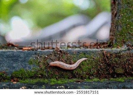 Foto Bild Nacktschnecke kriecht vor einem Auto über einen Weg