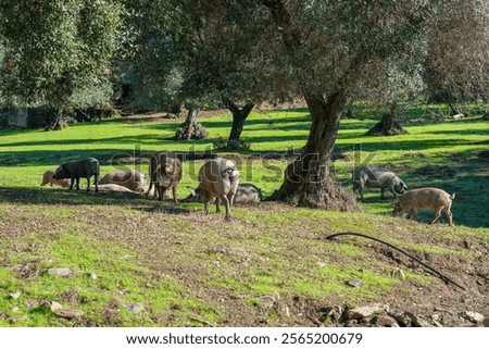 Similar – Image, Stock Photo Iberian pigs grazing Meat