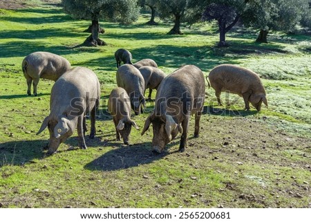 Similar – Image, Stock Photo Iberian pigs grazing Meat