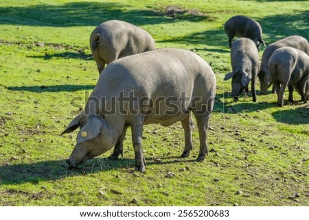 Similar – Image, Stock Photo Iberian pigs grazing Meat