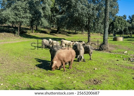 Similar – Image, Stock Photo Iberian pigs grazing Meat