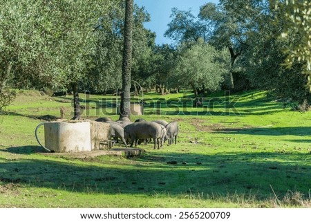 Similar – Image, Stock Photo Iberian pigs grazing Meat