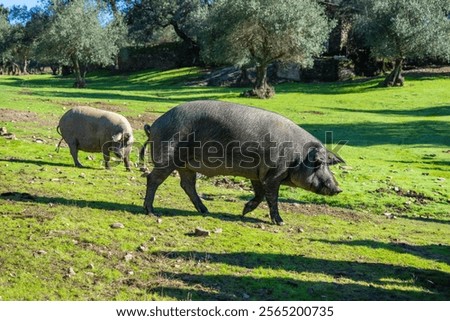 Similar – Image, Stock Photo Iberian pigs grazing Meat