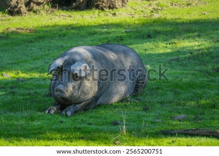 Similar – Image, Stock Photo Iberian pigs grazing Meat