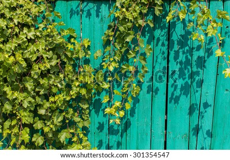 Vine on a background of an old fence