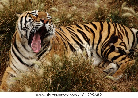 portrait of a Siberian Tiger laying in a field of tall grass