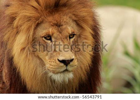 portrait of a male african lion