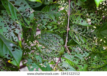 Similar – Image, Stock Photo a leaf with holes