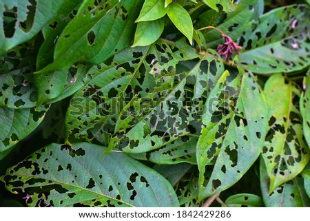 Similar – Image, Stock Photo a leaf with holes