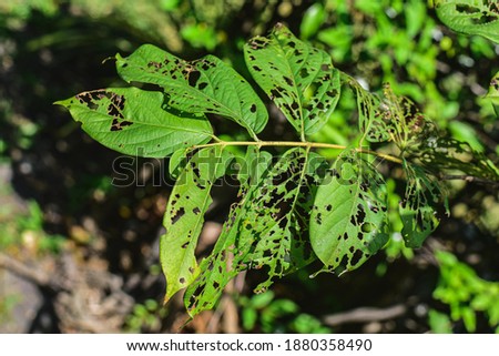 Similar – Image, Stock Photo a leaf with holes