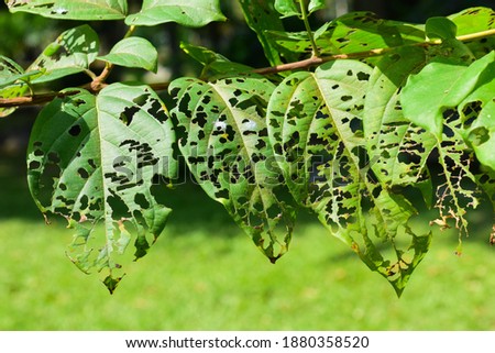 Similar – Image, Stock Photo a leaf with holes