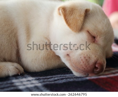 Portrait adorable little puppy, lying with on the table,focus on face