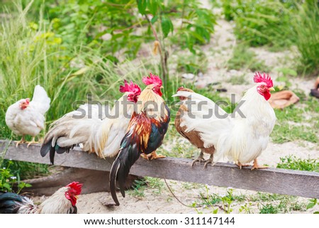 Chicken Family.